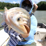 Trump Won’t Cut Funding To Great Lakes Asian Carp Barrier