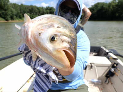 Trump Won’t Cut Funding To Great Lakes Asian Carp Barrier