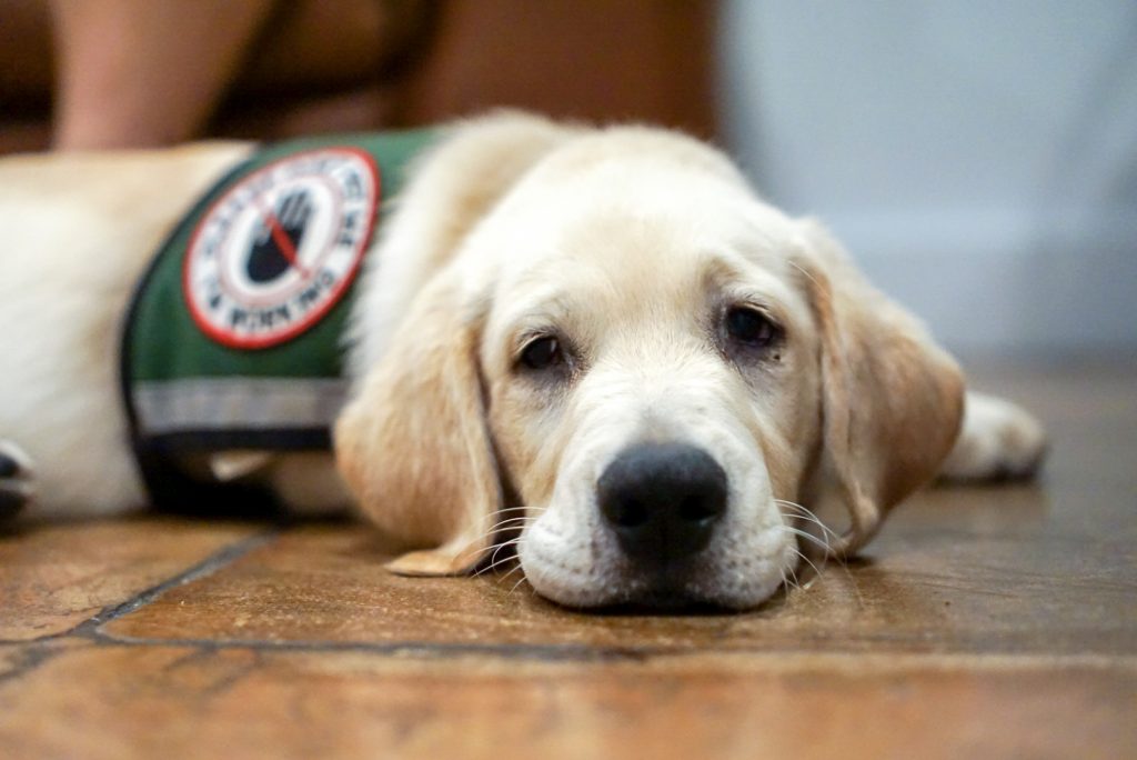 Service dog in training rests after a long day of work. Photo by Jami430, CC BY-SA 4.0 , via Wikimedia Commons