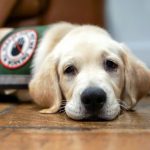 Proposal Would Crack Down on Fake Service Animals