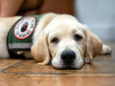 Proposal Would Crack Down on Fake Service Animals