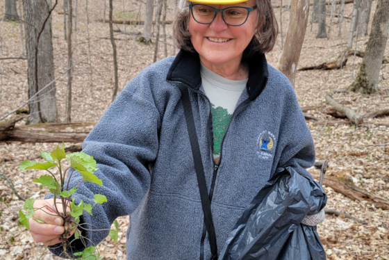 Garlic mustard is an invasive species that causes a decline in native plants where it appears. / Photo Credit: Wisconsin DNR