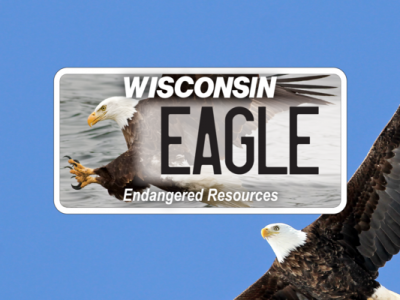 DNR Celebrates 85 Years Of Bald Eagle Protection And National Eagle Day