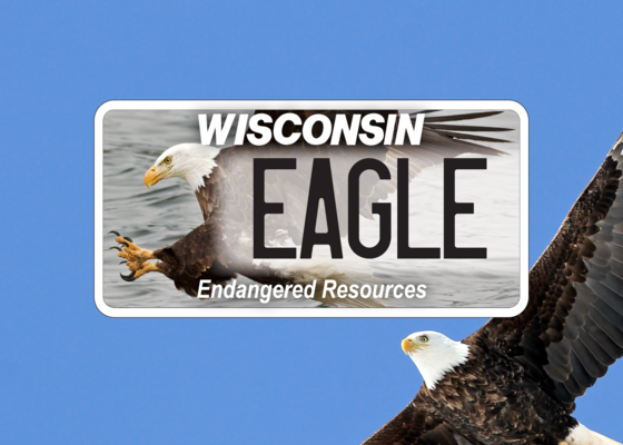 The bald eagle, now removed from the Wisconsin endangered species list, is an icon for conservation success in Wisconsin. / Photo Credit: Wisconsin DNR