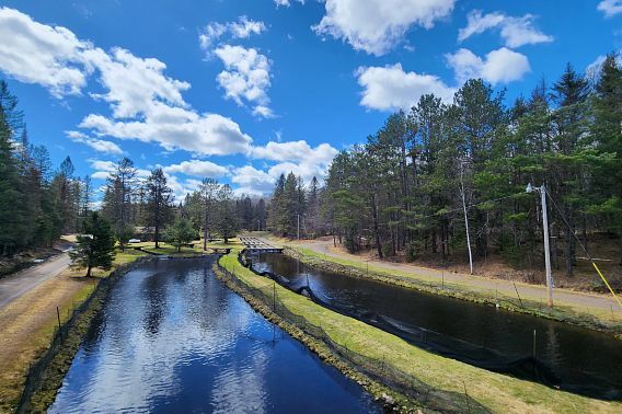 The Brule Fish Hatchery raises Seeforellen brown trout for stocking into Lake Michigan and Lake Superior. / Photo Credit: Wisconsin DNR