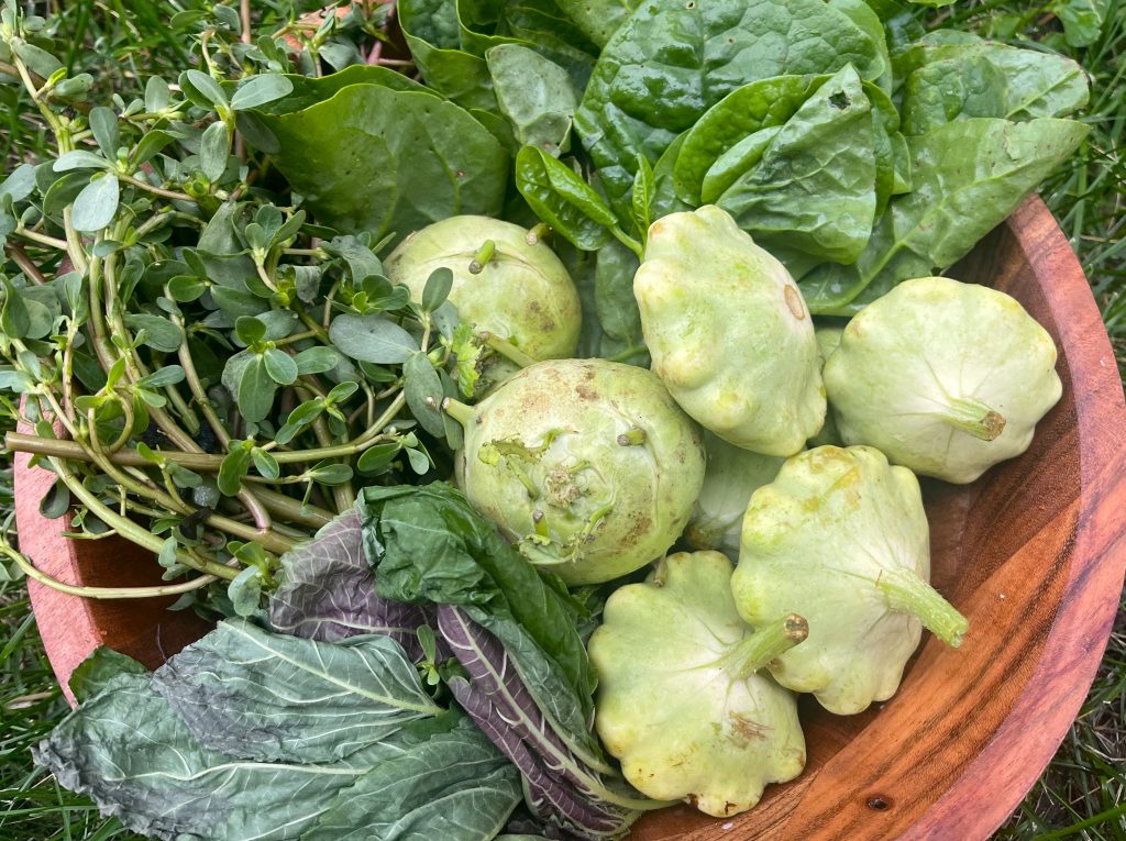 Clockwise from top: Malabar spinach, patty pan, kohlrabi, perilla leaves, purslane. Photo by Sophie Bolich.