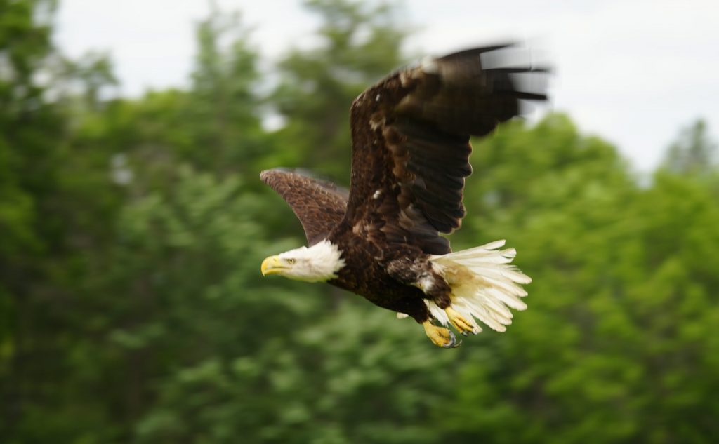 After nearly a year of treatment and rehabilitation, the eagle Kere was released. Photo courtesy of Winged Freedom Raptor Hospital
