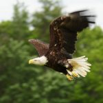 Wisconsin Bald Eagle Saved by Unique Treatment