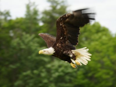 Wisconsin Bald Eagle Saved by Unique Treatment