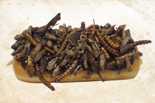 Bavarian Cream Bug Donut from All Things Jerky. Photo courtesy of the Wisconsin State Fair.