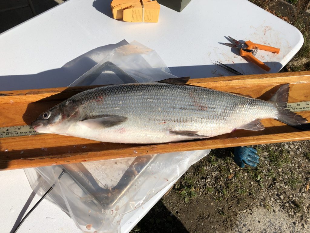 Lake whitefish have declined up to 80 percent in Lakes Michigan and Huron. Photo courtesy of Wisconsin DNR