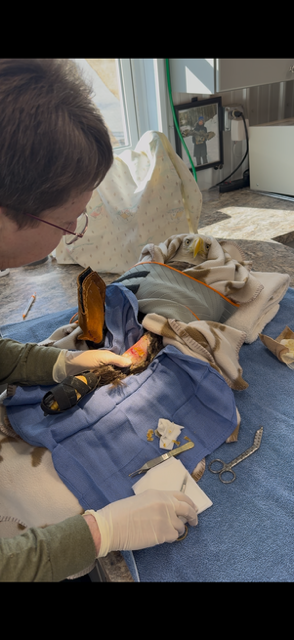 Veterinarian Kim Ammann healed eagle Kere’s wound with a fish skin treatment from the Iceland-based company Kerecis. Photo courtesy of Winged Freedom Raptor Hospital