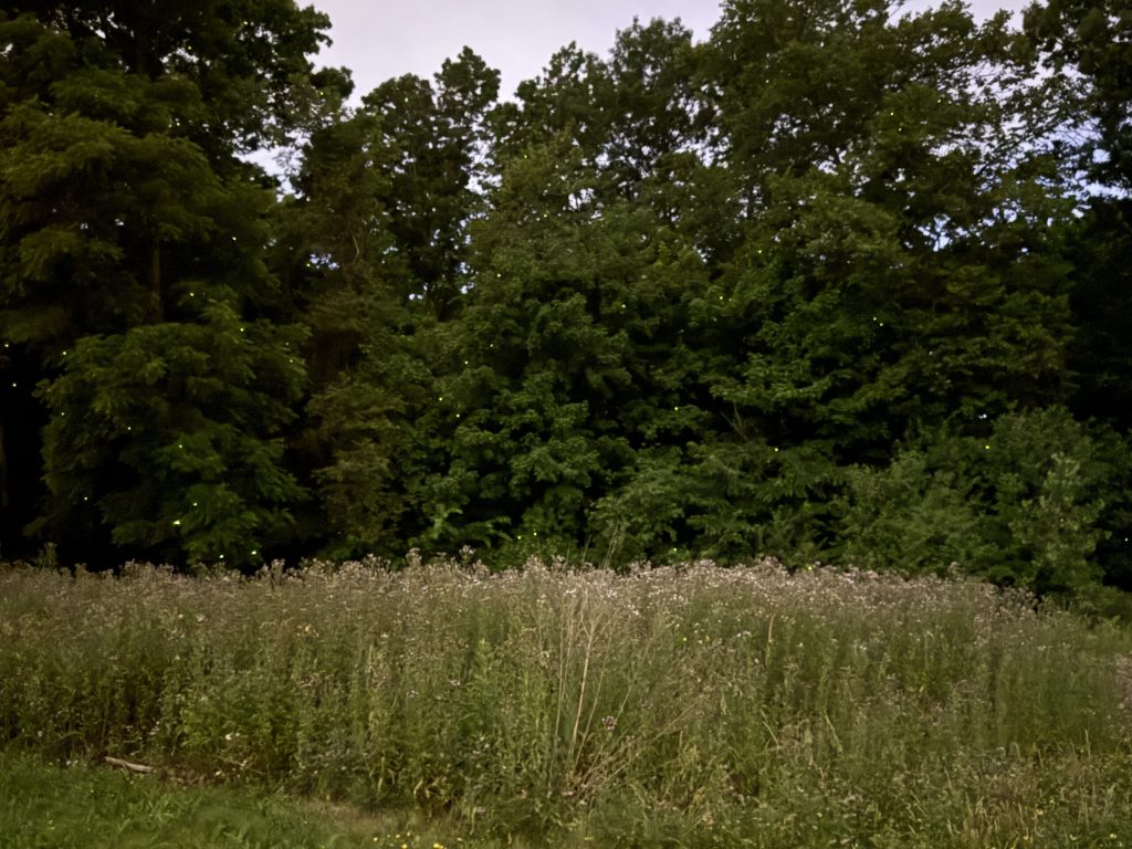 Fireflies at the Forest Exploration Center in Wauwatosa on July 3, 2025. (Wauwatosa originates from the word ‘firefly’ in the language of the Potawatomi tribe). Anna Marie Yanny/WPR
