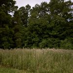 Southern Wisconsin Seeing More Fireflies