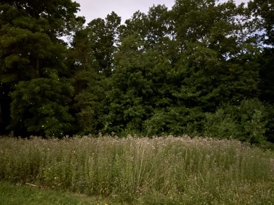 Southern Wisconsin Seeing More Fireflies