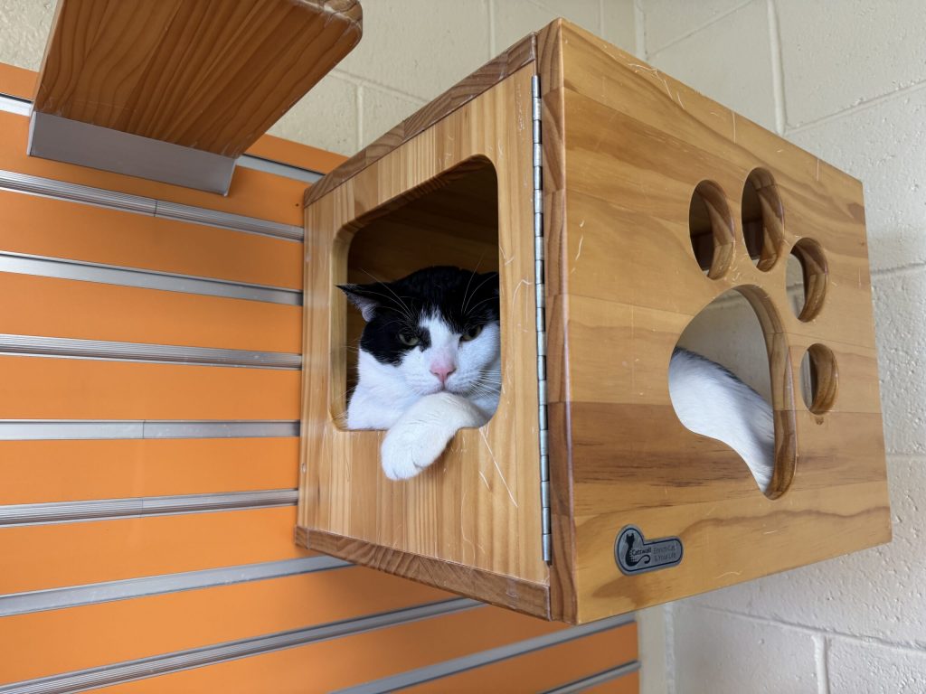 A cat up for adoption at the Humane Animal Welfare Society of Waukesha County is seen here on Wednesday, July 23, 2025. Evan Casey/WPR