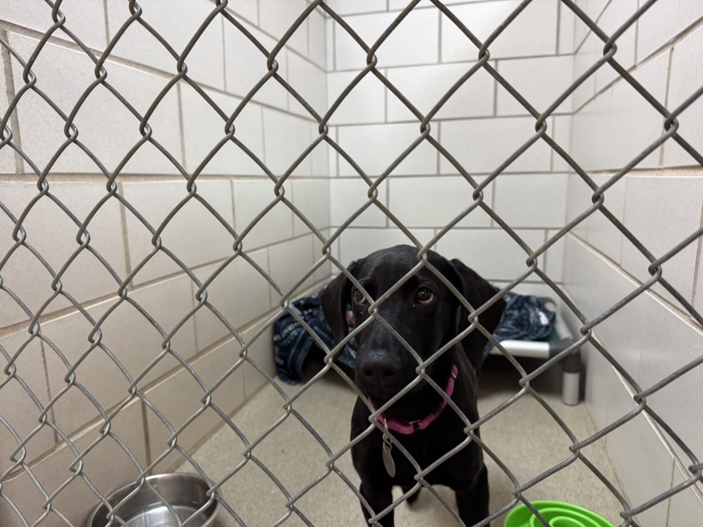A dog up for adoption at Humane Animal Welfare Society of Waukesha County sits in a kennel. Evan Casey/WPR