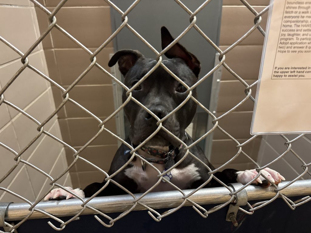 A dog up for adoption at Humane Animal Welfare Society of Waukesha County is seen here on Wednesday, July 23, 2025. Evan Casey/WPR