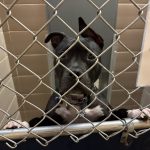 Animal Shelters Across State Seeing Big Hike in Pet Surrenders 