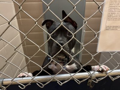 Animal Shelters Across State Seeing Big Hike in Pet Surrenders 