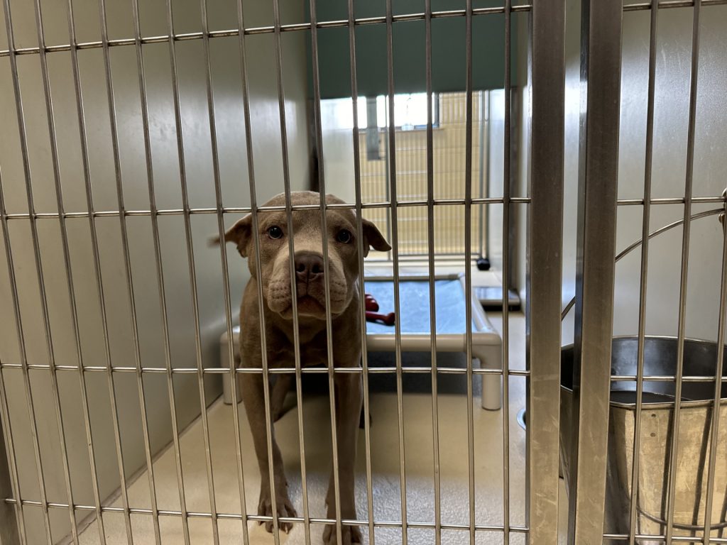 A dog waits to be taken home while at the Milwaukee Area Domestic Animal Control Commission on Thursday, May 22, 2024. Evan Casey/WPR