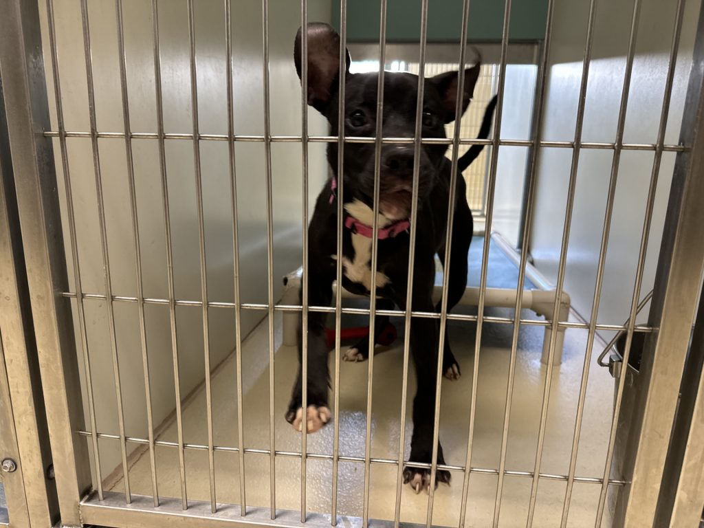 A dog jumps while in a kennel at the Milwaukee Area Domestic Animal Control Commission shelter. Evan Casey/WPR