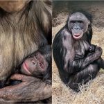 A Bonobo Is Born