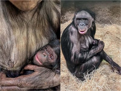 A Bonobo Is Born