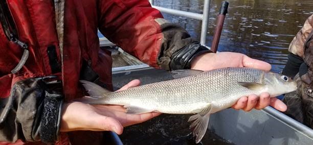 The Wisconsin DNR plans to update population estimates and harvest levels for whitefish for the 2026 season. Photo courtesy of Wisconsin DNR