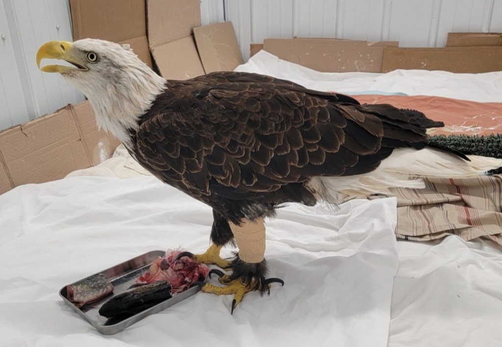 Kim Ammann treated the eagle Kere’s wound with a fish skin graft. Photo courtesy of Winged Freedom Raptor Hospital