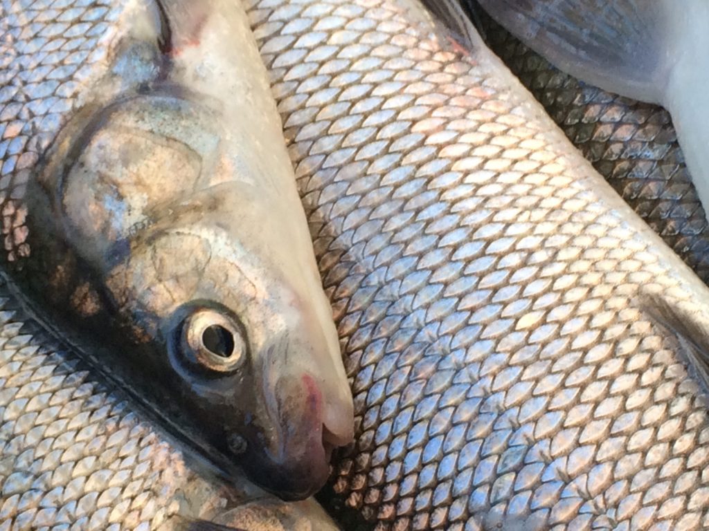 The commercial harvest of lake whitefish in Lake Michigan has dropped to its lowest level since 1990 as the population has declined. Photo courtesy of Wisconsin DNR