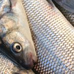 The Decline of Lake Michigan Whitefish