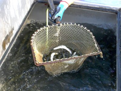 DNR Publishes 2024 Fish Stocking Summary