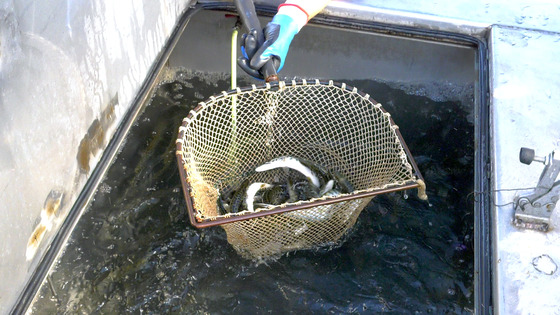 Over 5 million fish were stocked in 2024, which helped fulfill the quotas submitted by county fisheries biologists. / Photo Credit: Wisconsin DNR