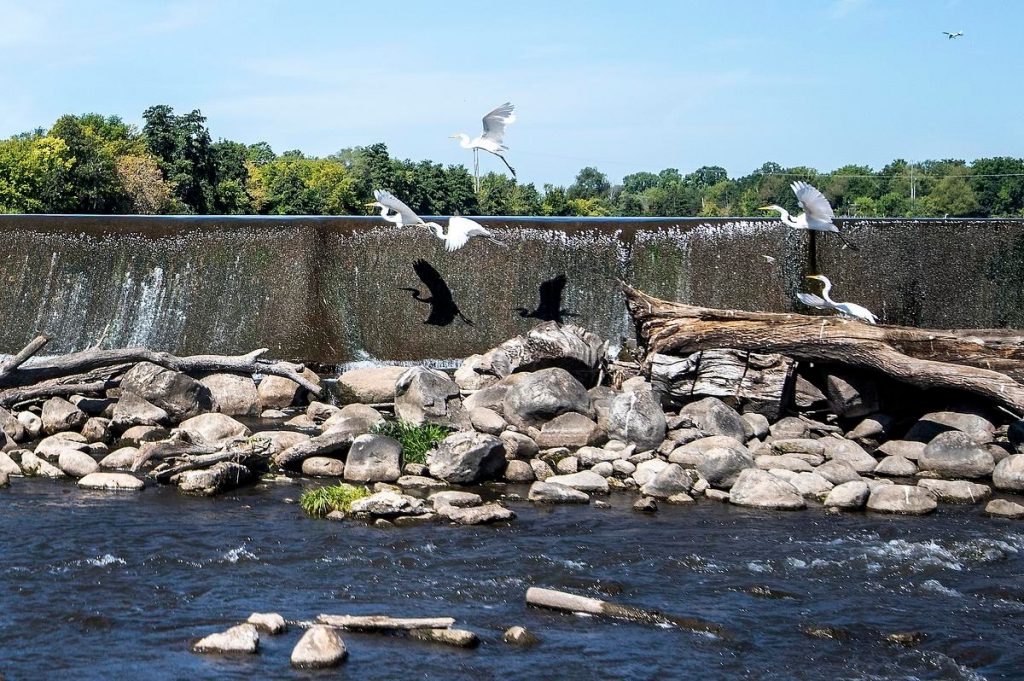 Egrets fly near the Echo Lake Dam on Sept. 1, 2022, in Burlington, Wis. The dam, located in Assembly Speaker Robin Vos’ district, received a $10 million earmark for repairs in the state budget as part of the final budget agreement between Gov. Tony Evers and legislative Republicans. (Angela Major / WPR)
