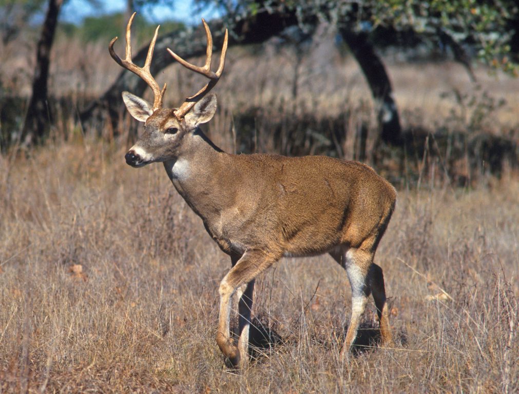 White-tailed deer. USDA photo by Scott Bauer. (CC BY 2.0) https://creativecommons.org/licenses/by/2.0/deed.en