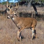 DNR Wants Citizen Scientists To Track Wildlife Populations