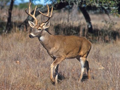 DNR Wants Citizen Scientists To Track Wildlife Populations