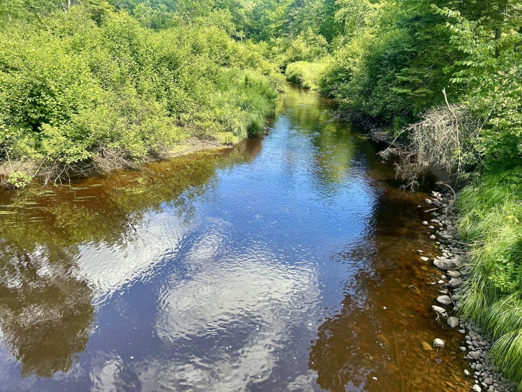 The North Fork of the Yellow River on July 17, 2025. It’s a source of water for Green Light Wisconsin’s drilling activities at the Bend deposit in the Chequamegon-Nicolet National Forest near Medford. Danielle Kaeding/WPR