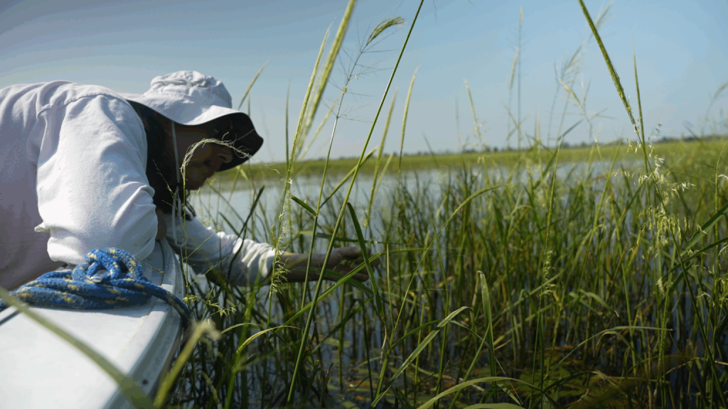 A researcher surveys wild rice on the Pine River. (Wisconsin SEA Grant)