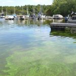 Despite 2024 Decline, Algae Blooms Still On Long-Term Upward Trend
