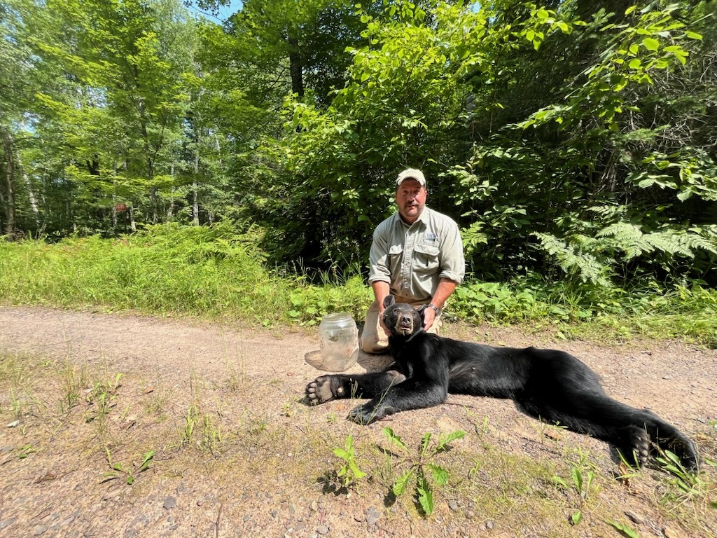 A bear with a jar stuck on its head in northern Wisconsin was successfully freed this weekend. / Photo Credit: USDA APHIS Wildlife Services