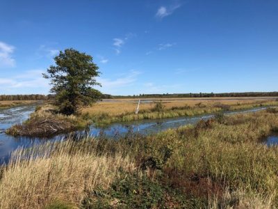 DNR Accepting Applications For Special Trapping Season At Sandhill State Wildlife Area