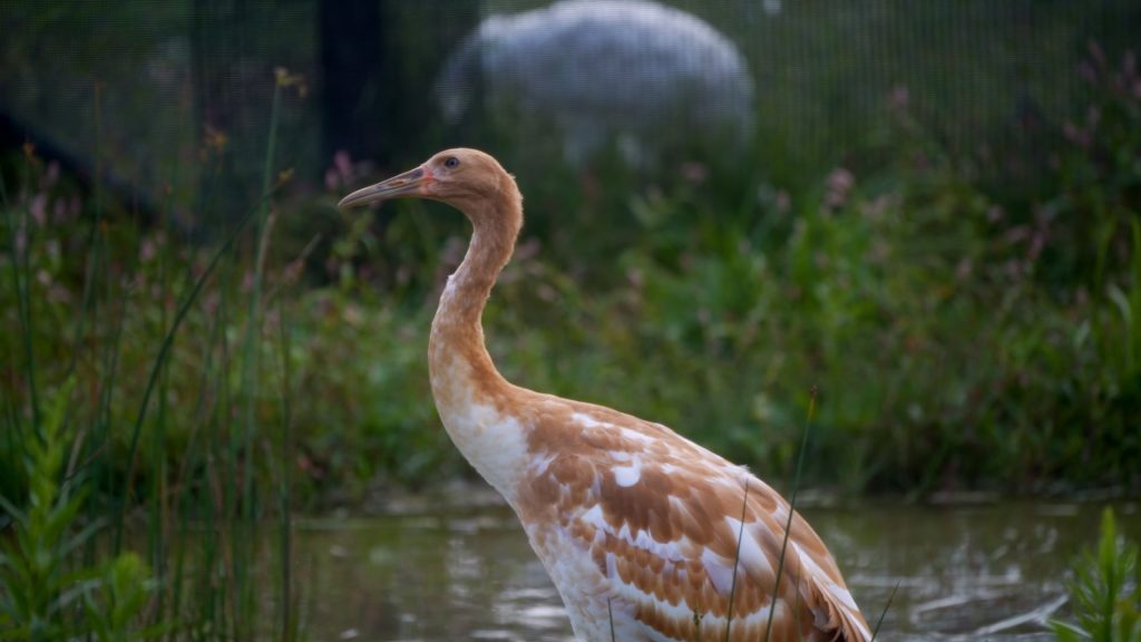 An endangered whooping crane named Ducky was set for release into the wild in Wisconsin and died after contracting highly pathogenic avian influenza. Photo courtesy of Hannah Jones/International Crane Foundation