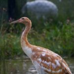 North America’s First Whooping Crane Death From Avian Flu