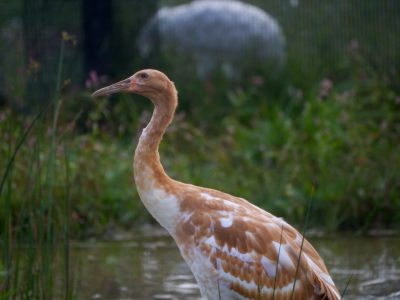 North America’s First Whooping Crane Death From Avian Flu