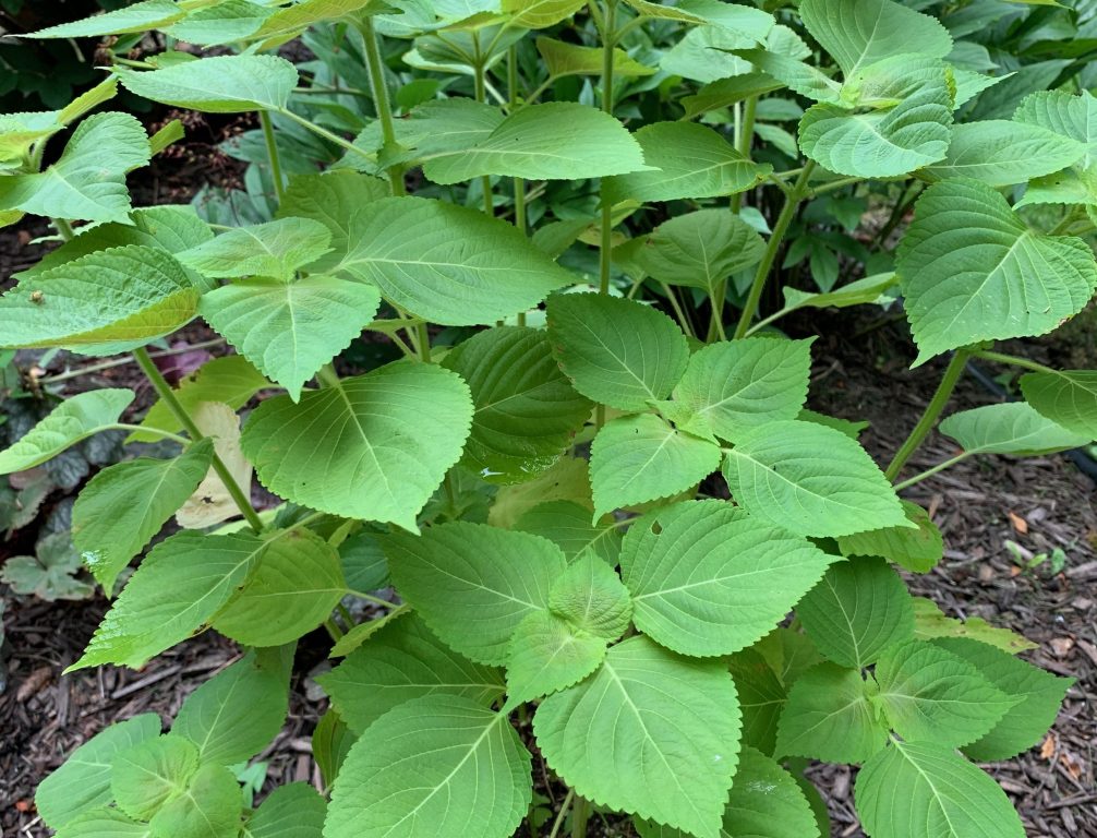 Perilla plant. Photo courtesy of Jenny Lee.