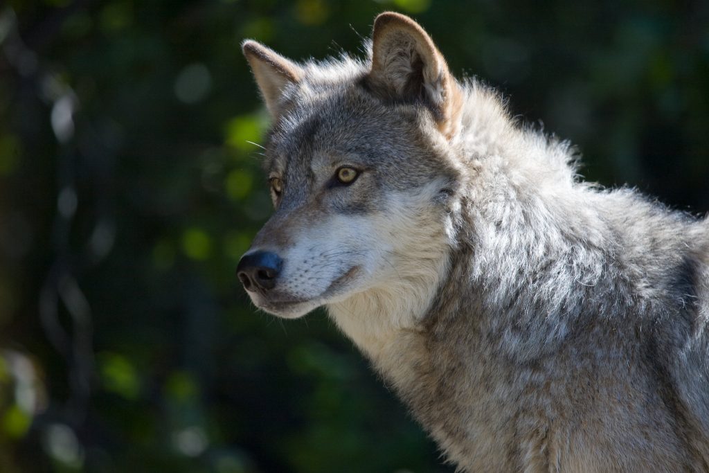 The Wisconsin Department of Natural Resources presented the revised wolf population estimates Thursday, Sept. 11, 2025 at the first meeting of its wolf advisory committee since a 2014 federal court ruling placed wolves back on the endangered species list. (dalliedee (CC BY))