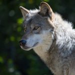 Wisconsin Wolf Population Stable at 1,200 According To New Estimate