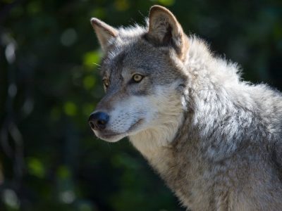 Wisconsin Wolf Population Stable at 1,200 According To New Estimate